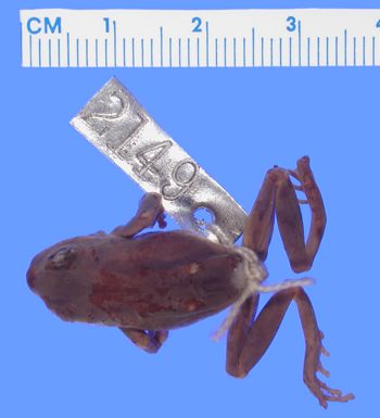Media type: image; Herpetology A-2149